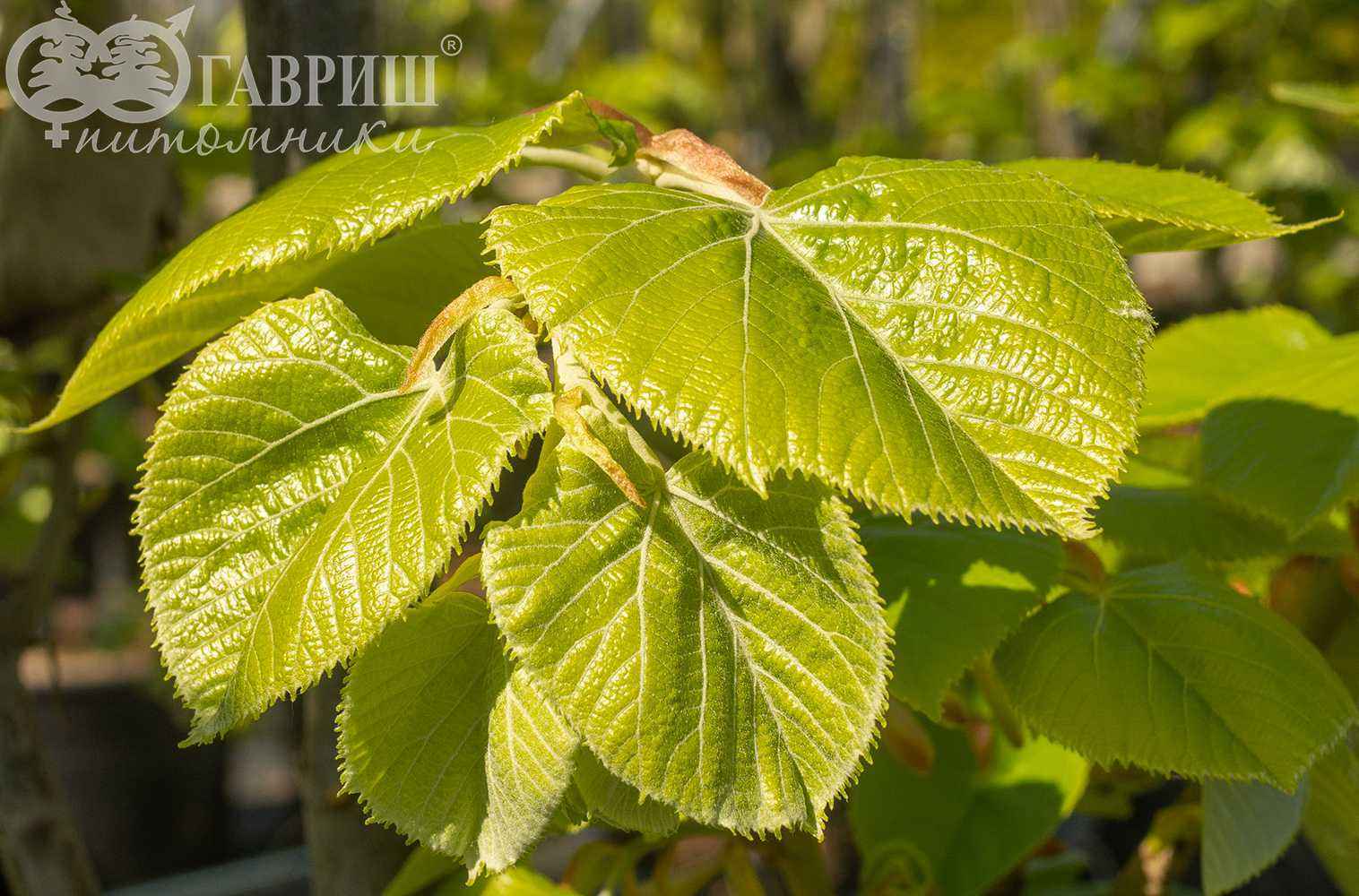 Липа войлочная Липа войлочная