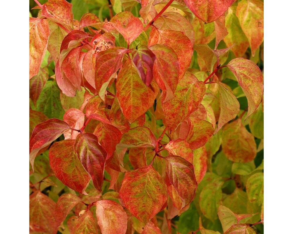 Дерен кроваво-красный Дерен кроваво-красный