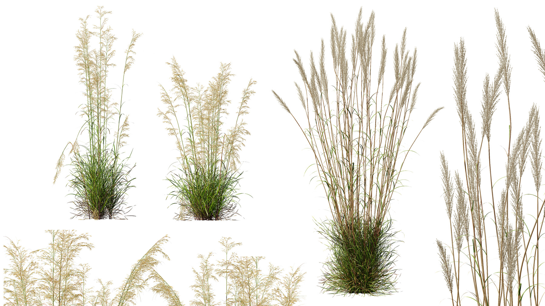 Вейник Вейник