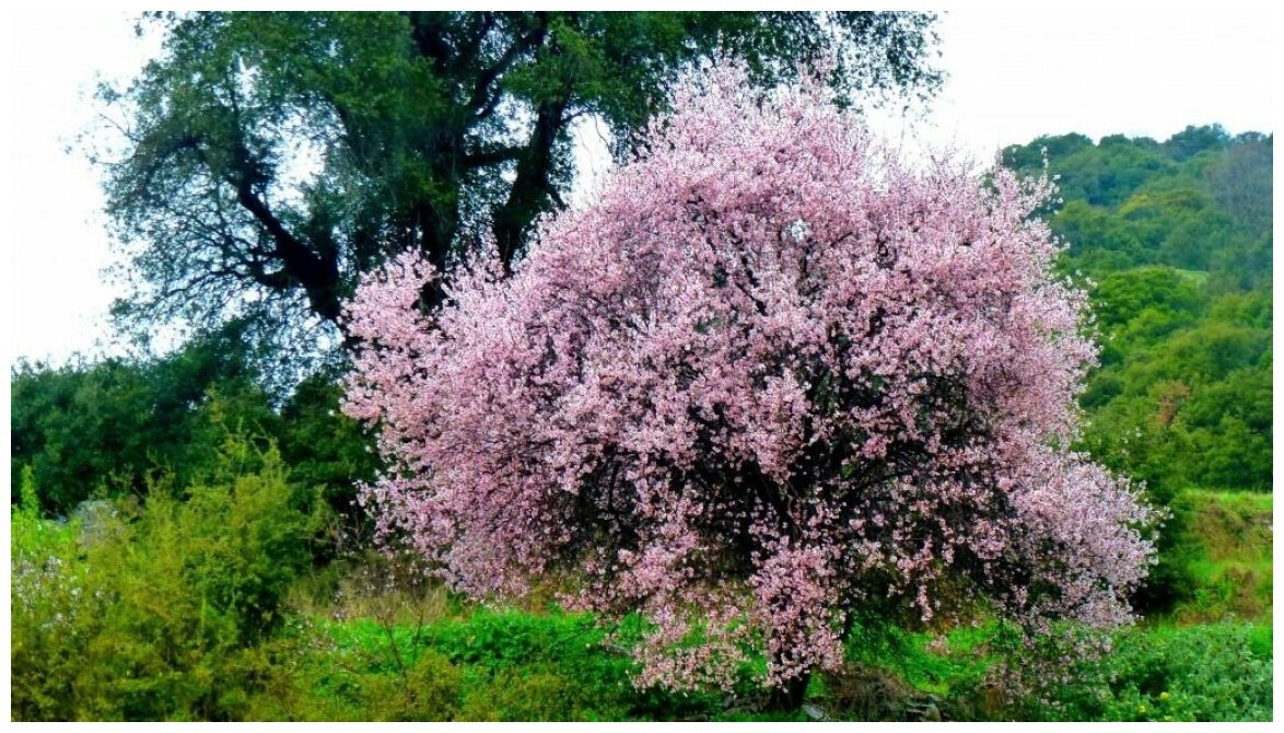 Миндаль обыкновенный Миндаль обыкновенный