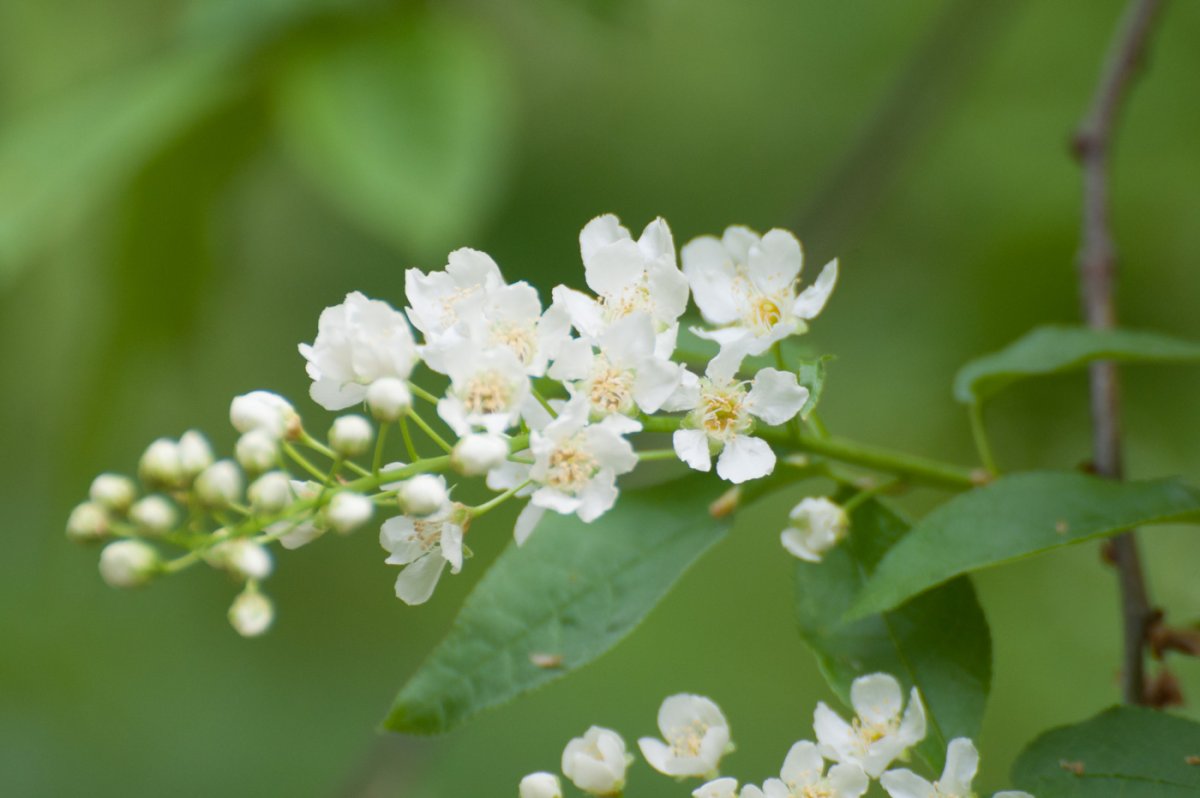 Черемуха сьори