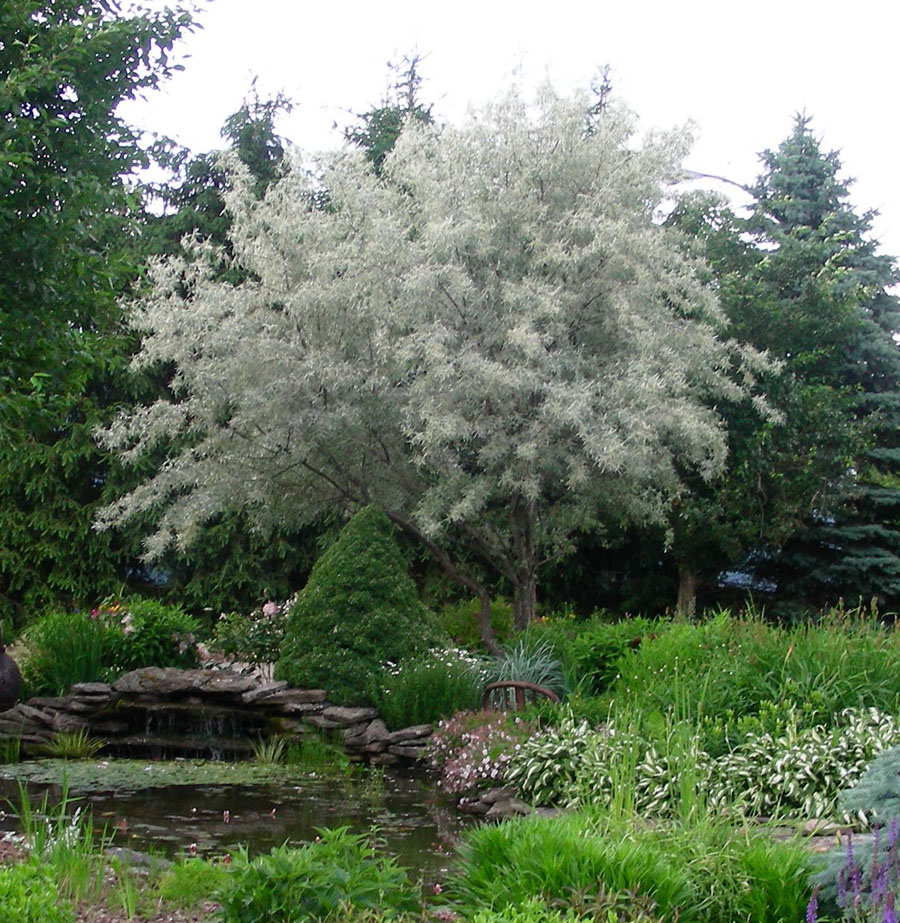 Лох серебристый