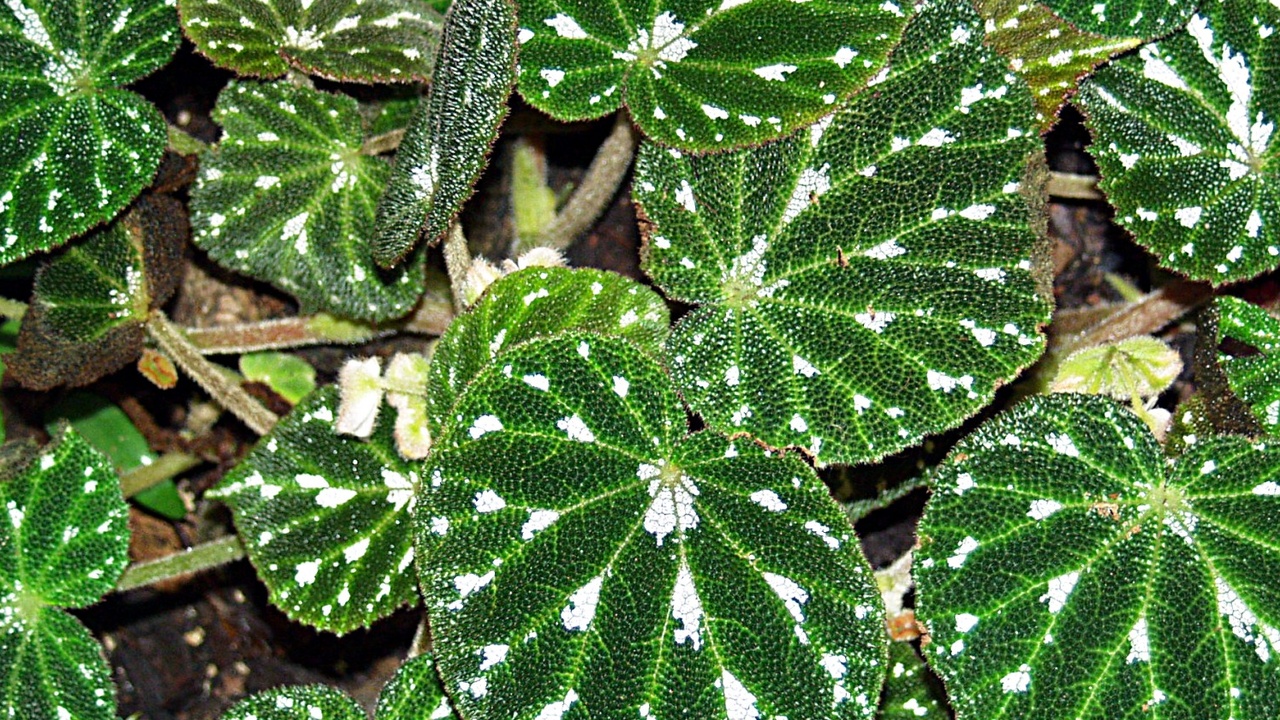 Бегония пятнистая