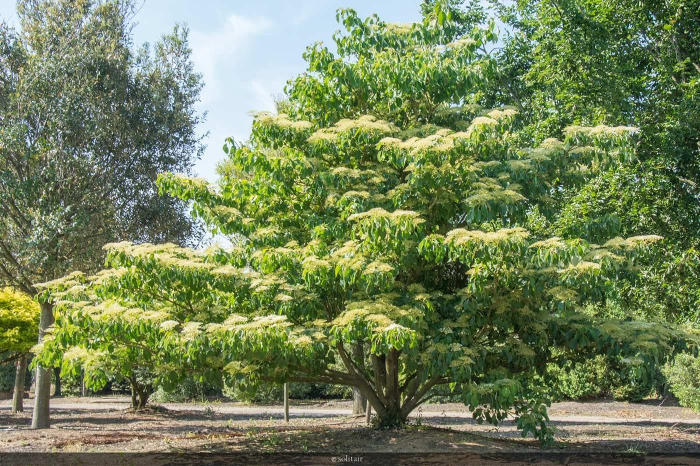 Дерен спорный Дерен спорный