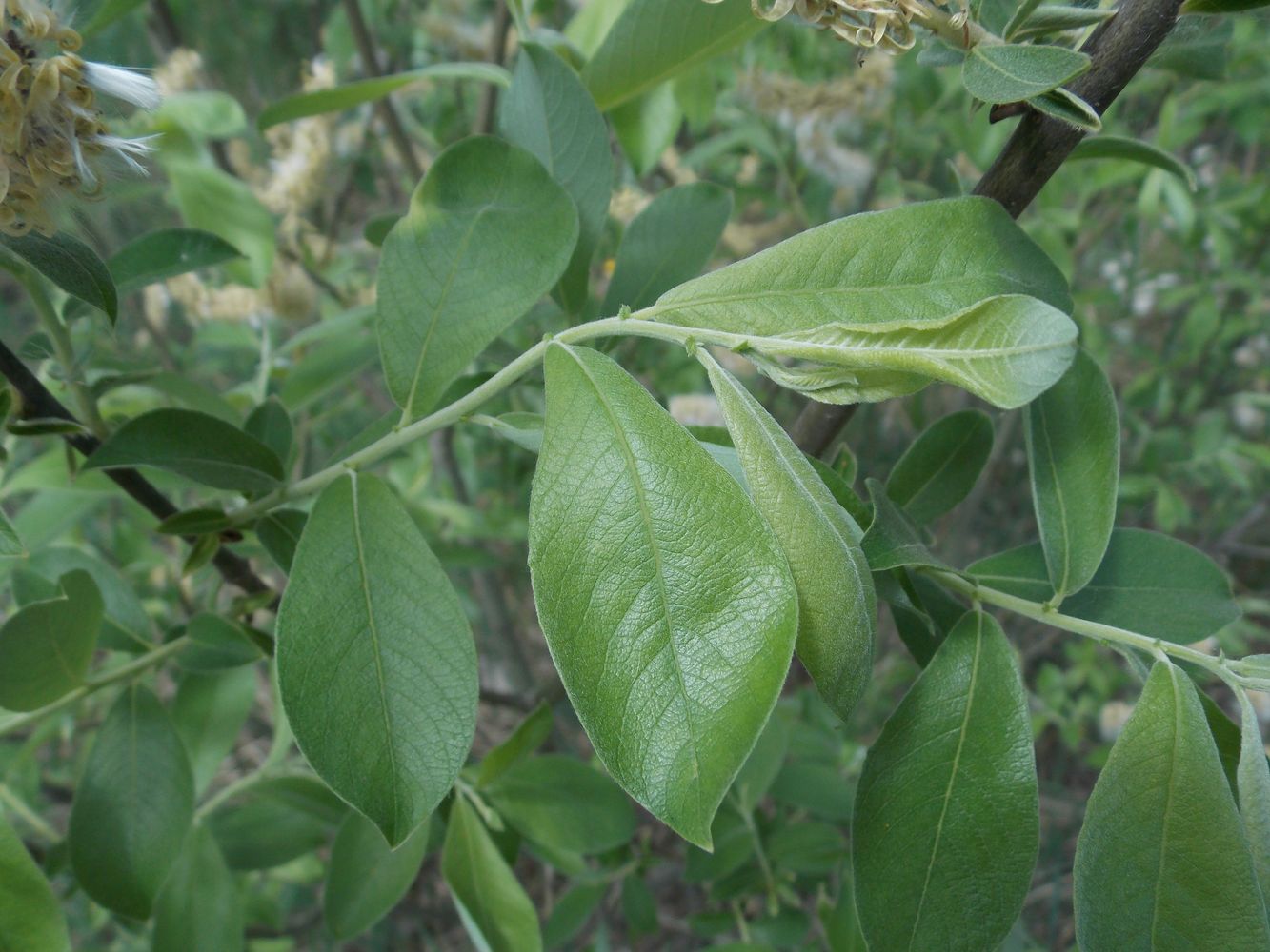 Ива пепельная