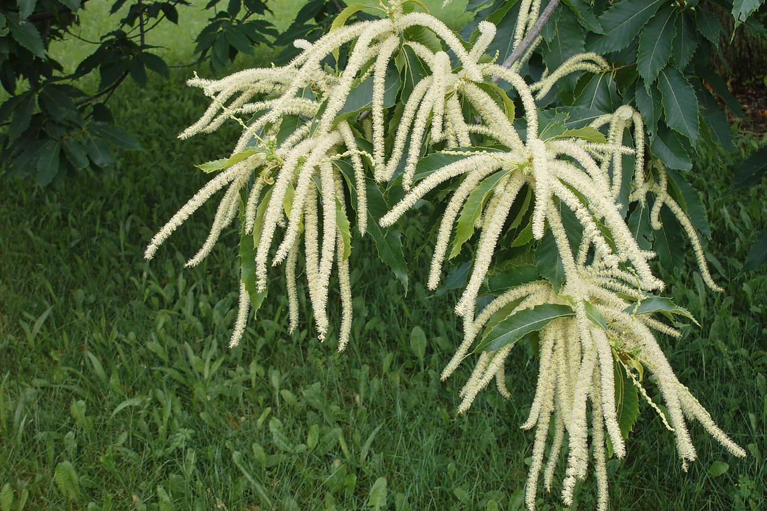 Каштан американский