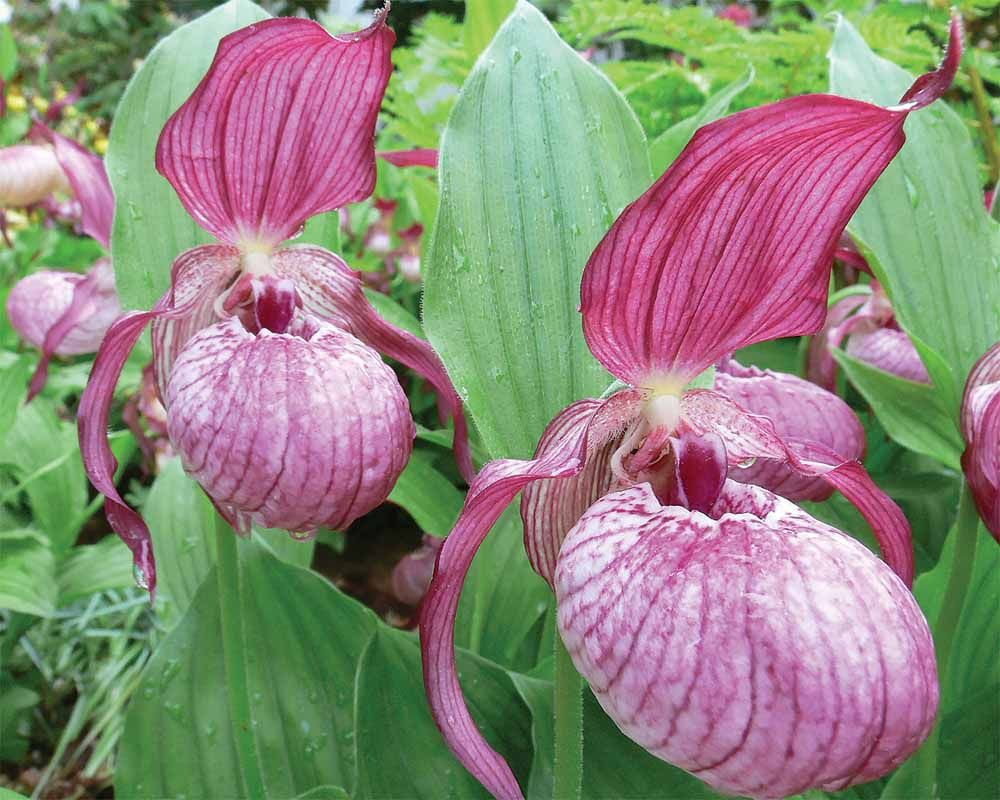 Башмачок вздутый