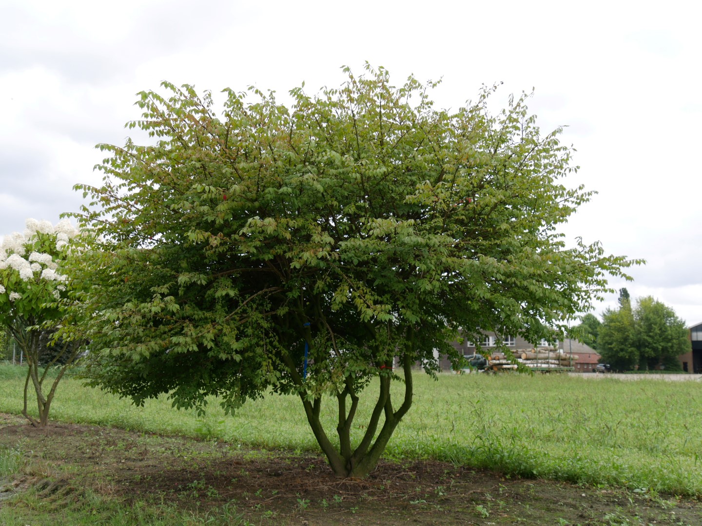 Бересклет крылатый