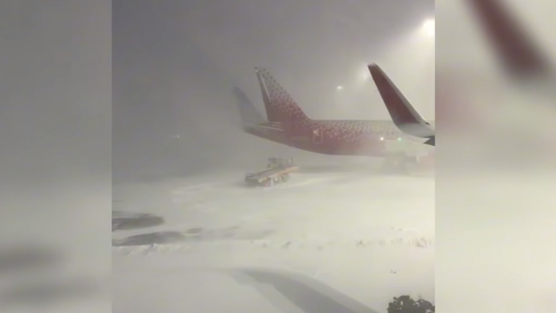 Каштан американский