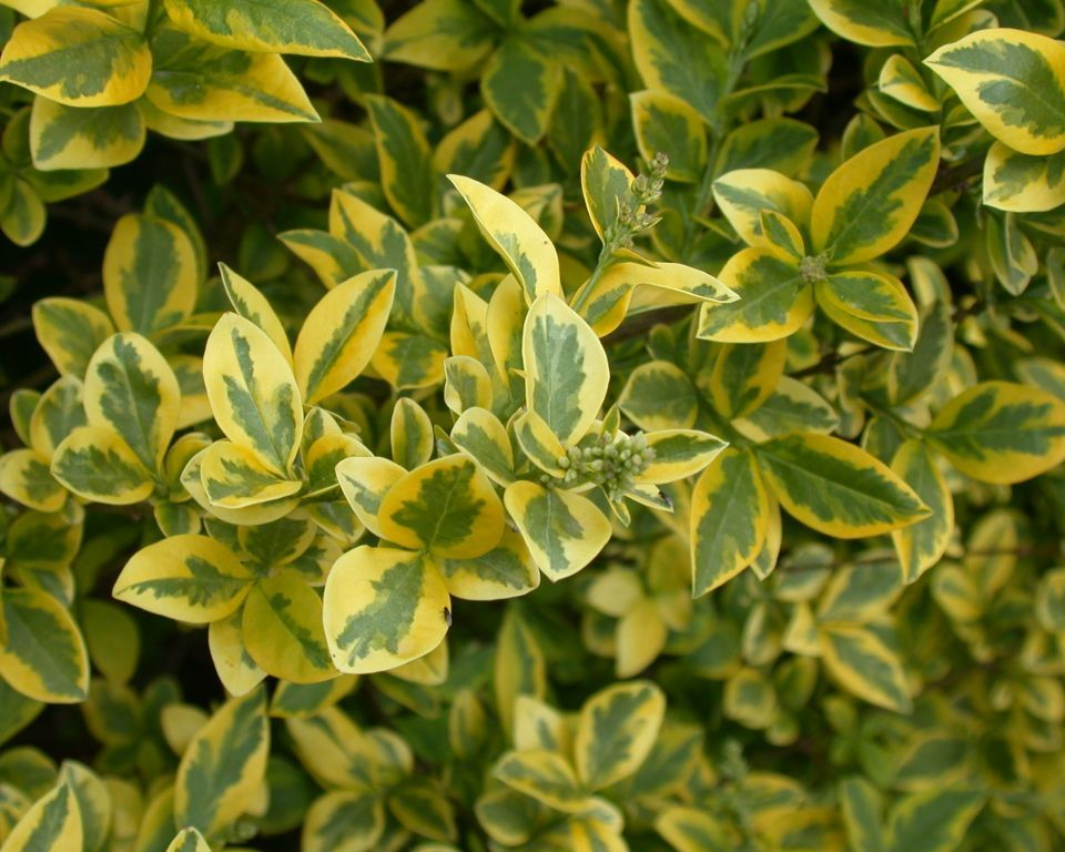 Бирючина овальнолистная