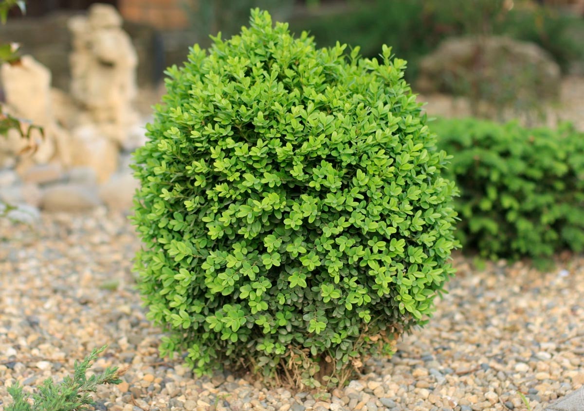 Самшит вечнозеленый