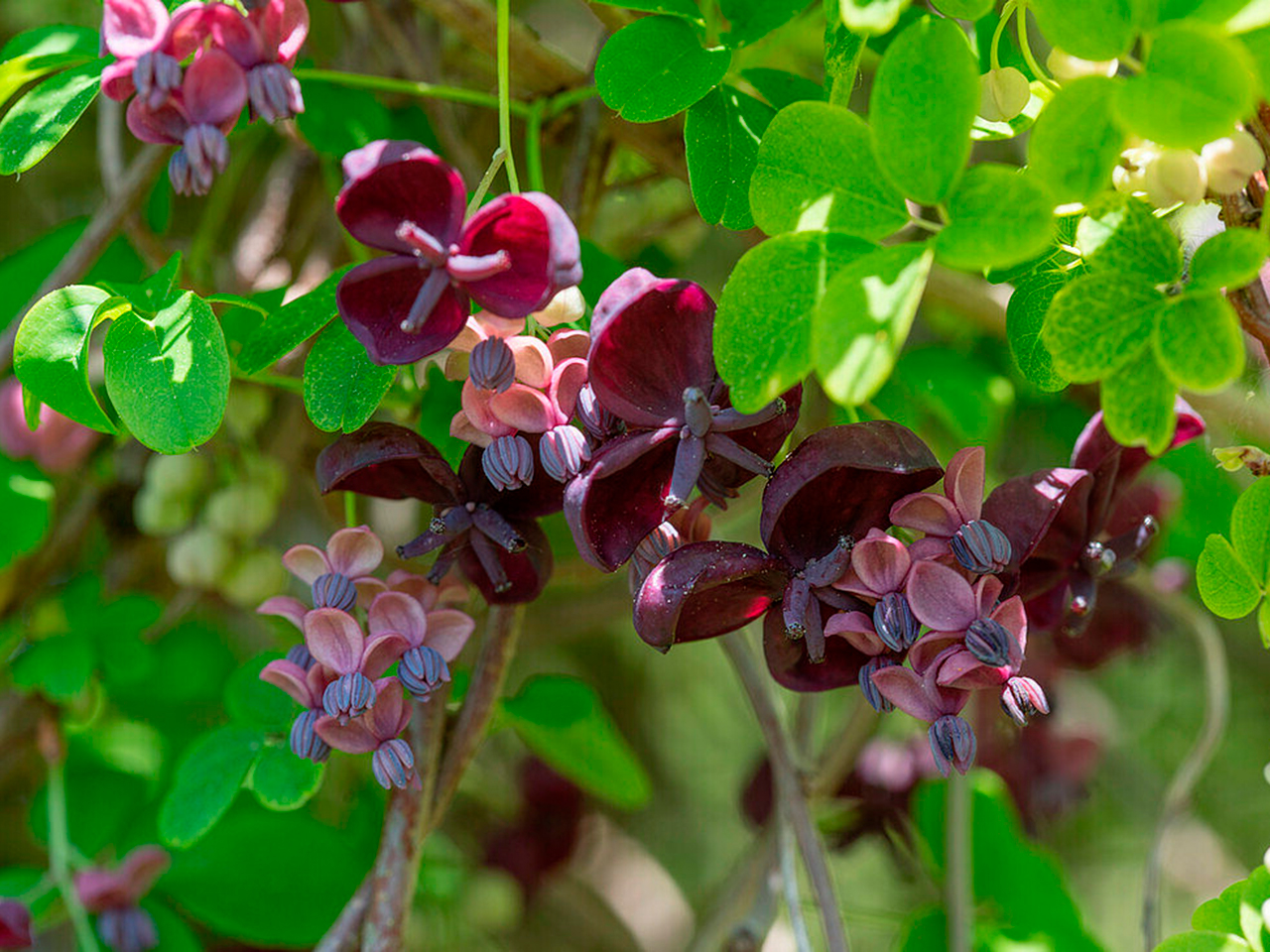 Акебия белоцветковая