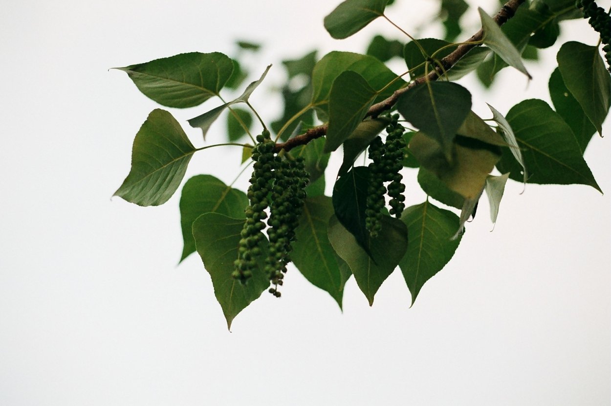 Тополь сереющий Тополь сереющий