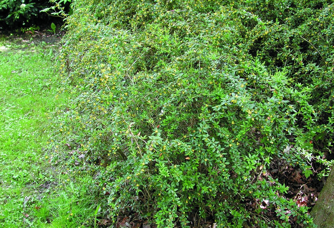 Барбарис бородавчатый Барбарис бородавчатый