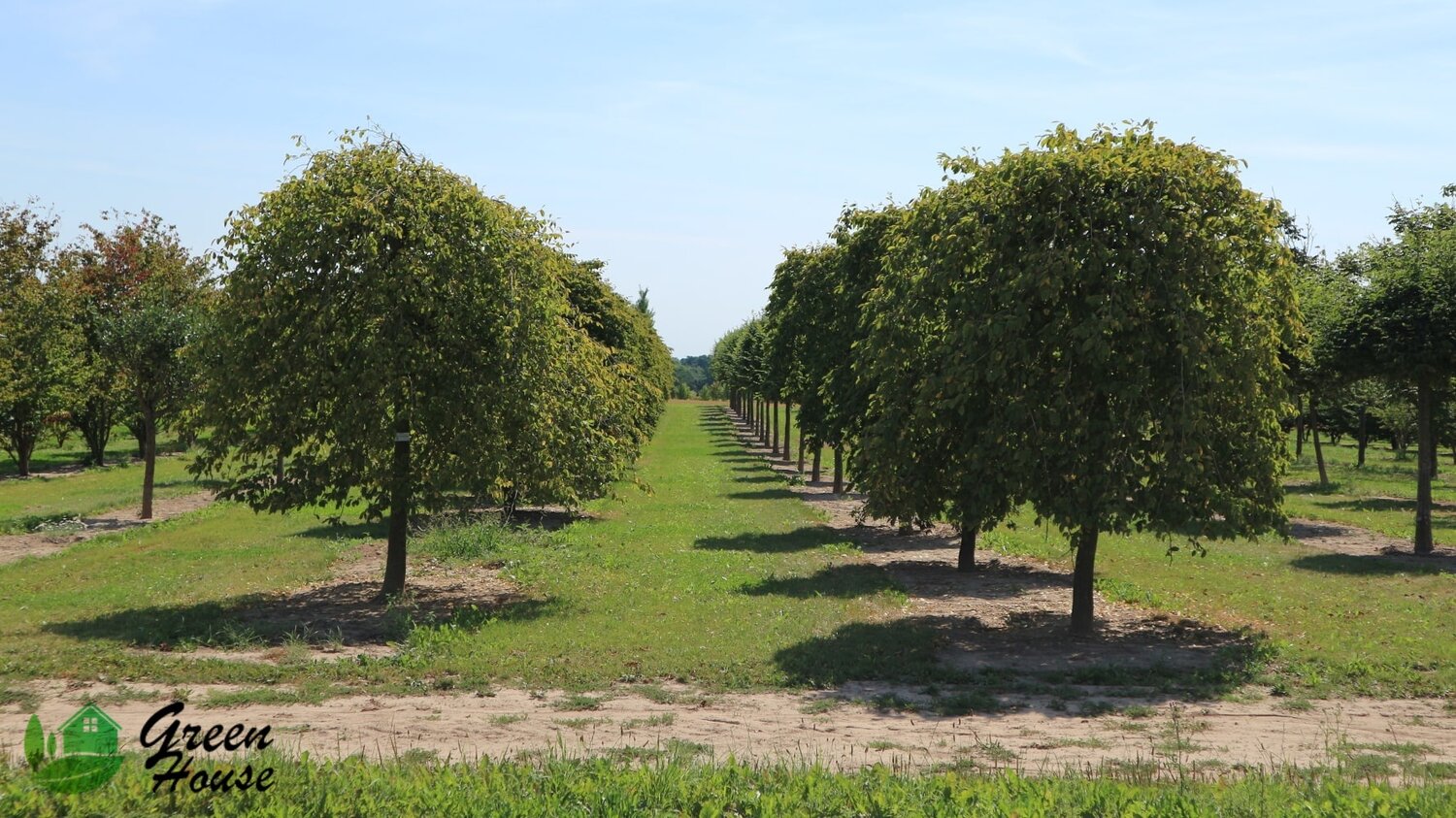 Вяз Андросова