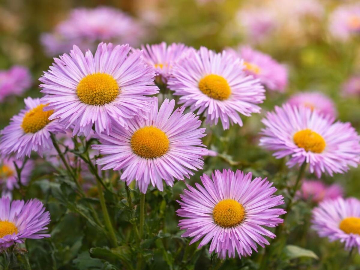 Глициния кустарниковая Глициния кустарниковая