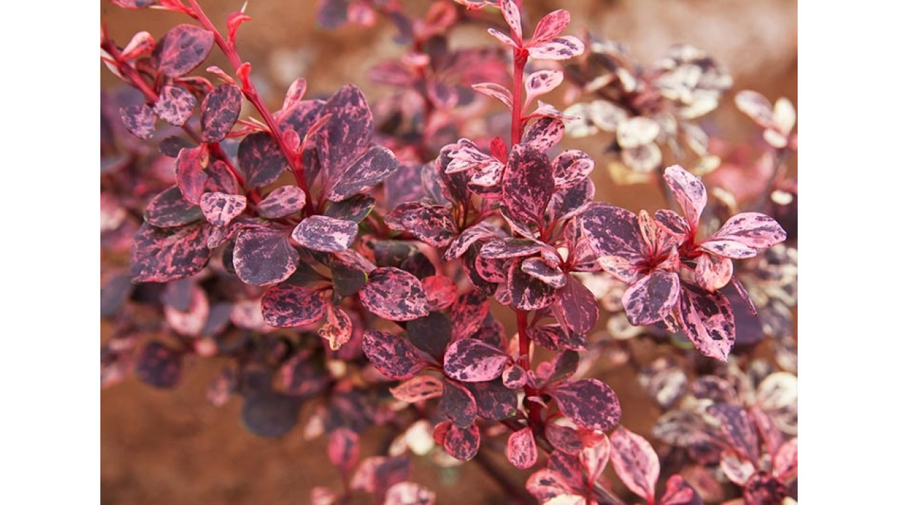 Барбарис подражающий