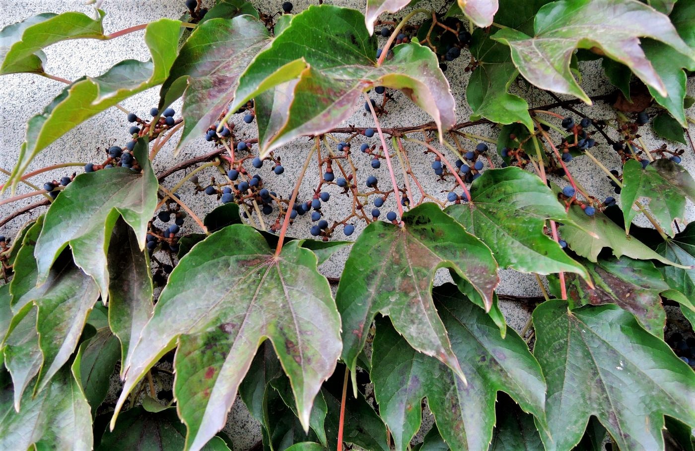 Девичий виноград Звездопад Девичий виноград Звездопад