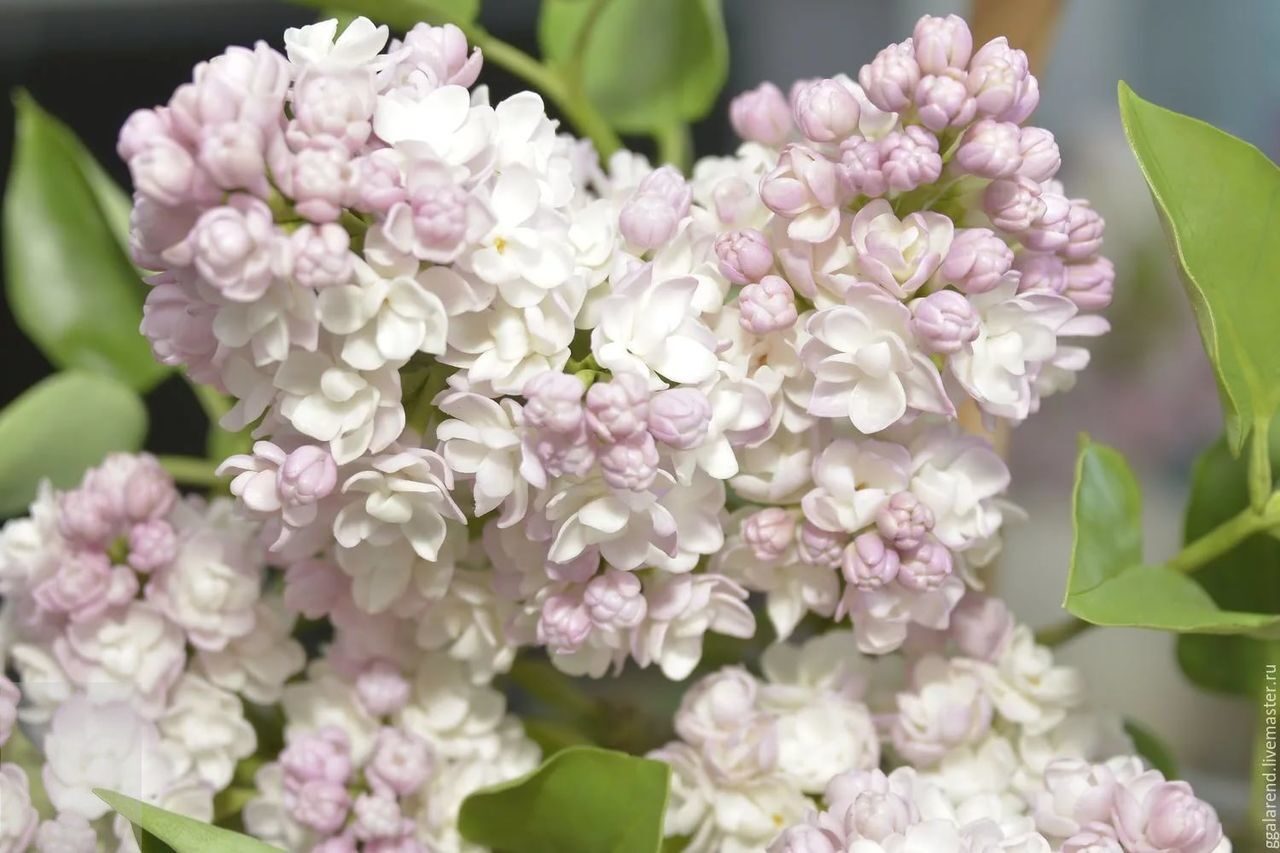 Сирень обыкновенная