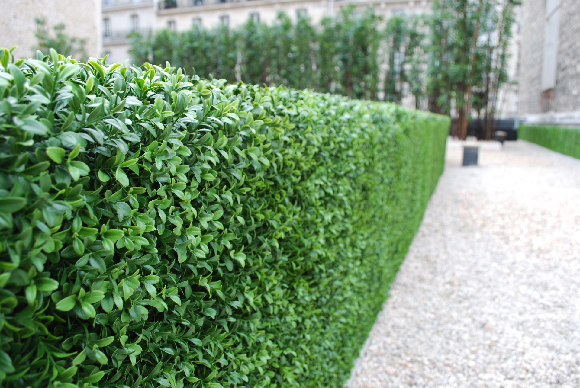 Бирючина пестрая Бирючина пестрая