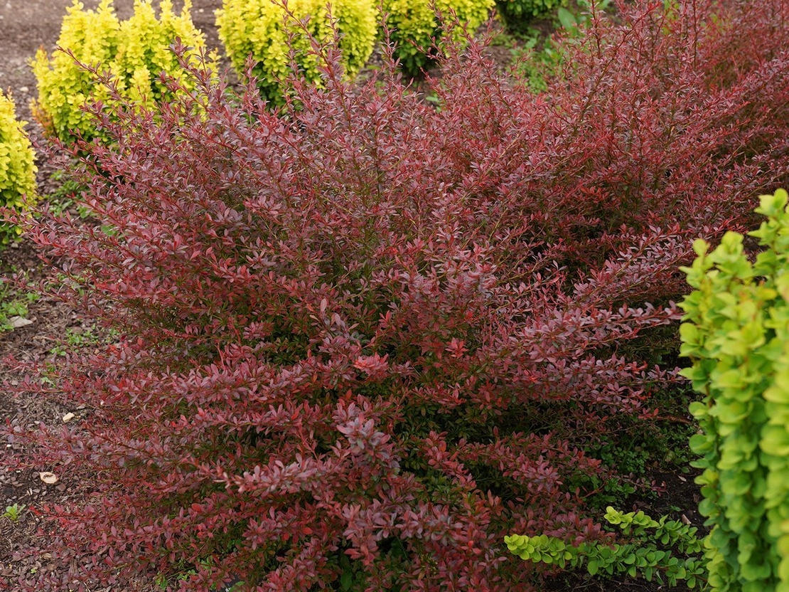 Барбарис продолговатый Барбарис продолговатый