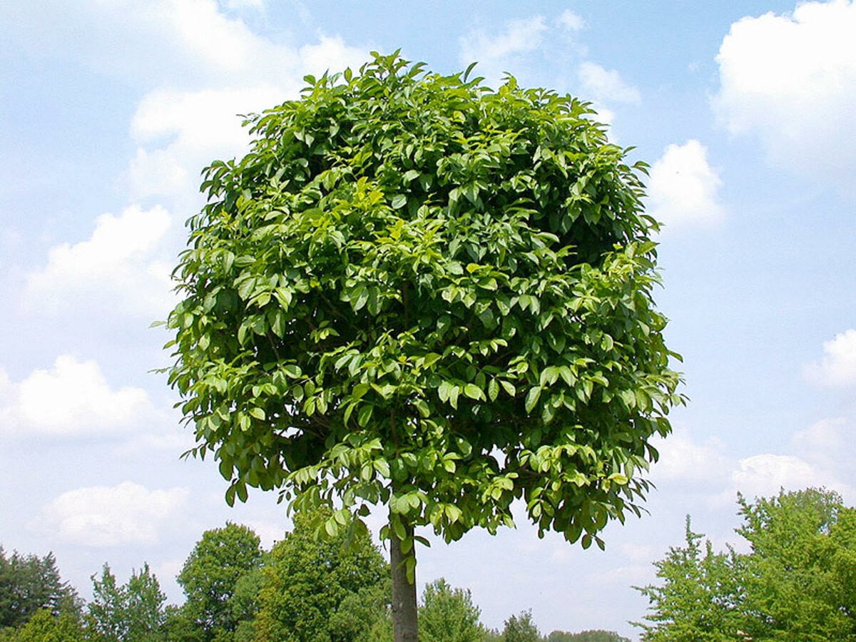 Ясень пушистый