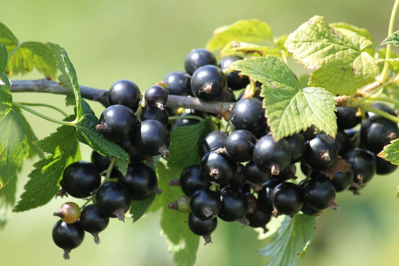 Смородина Смородина