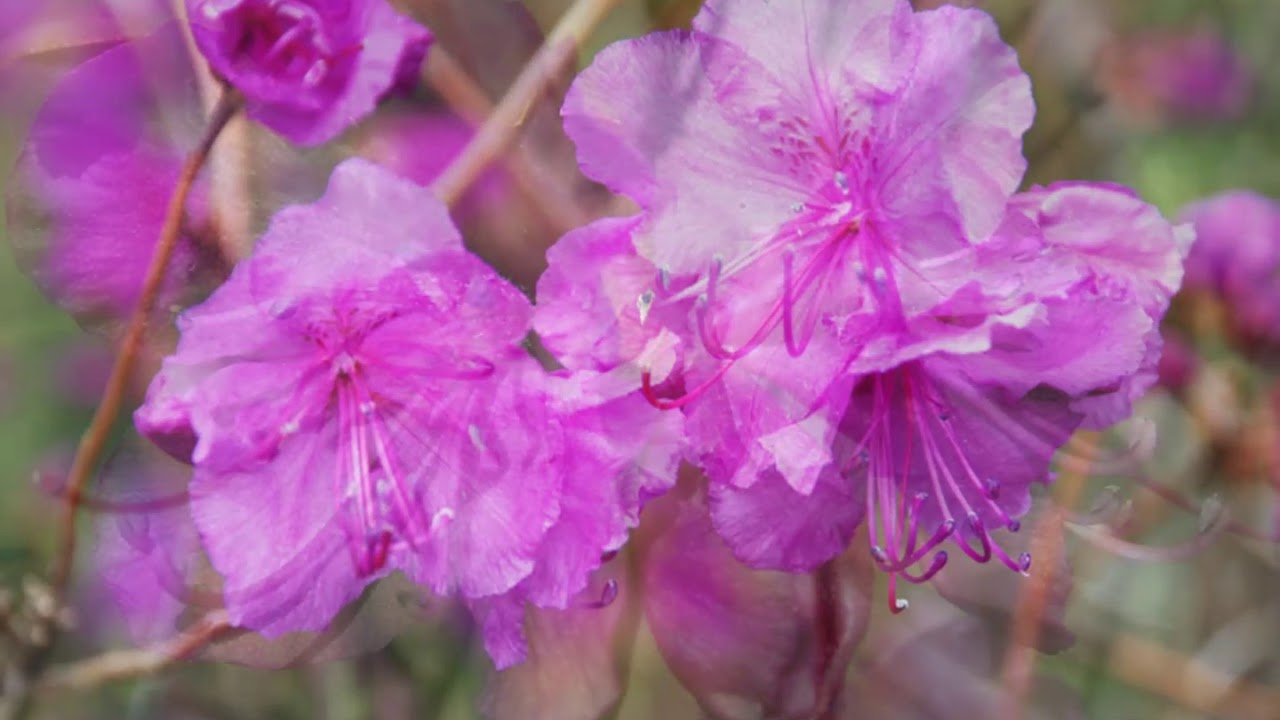 Багульник крупнолистный