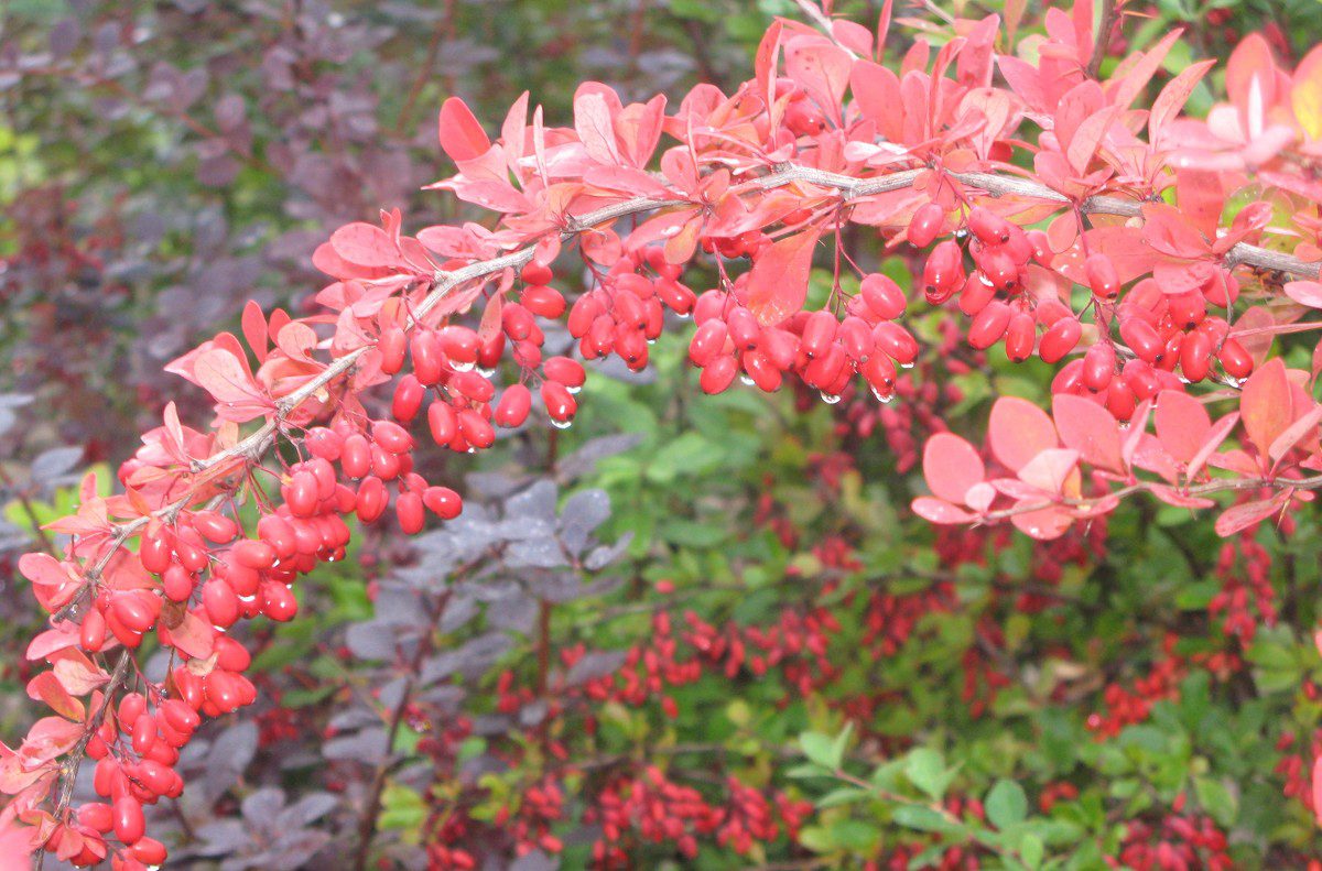 Барбарис восточный Барбарис восточный
