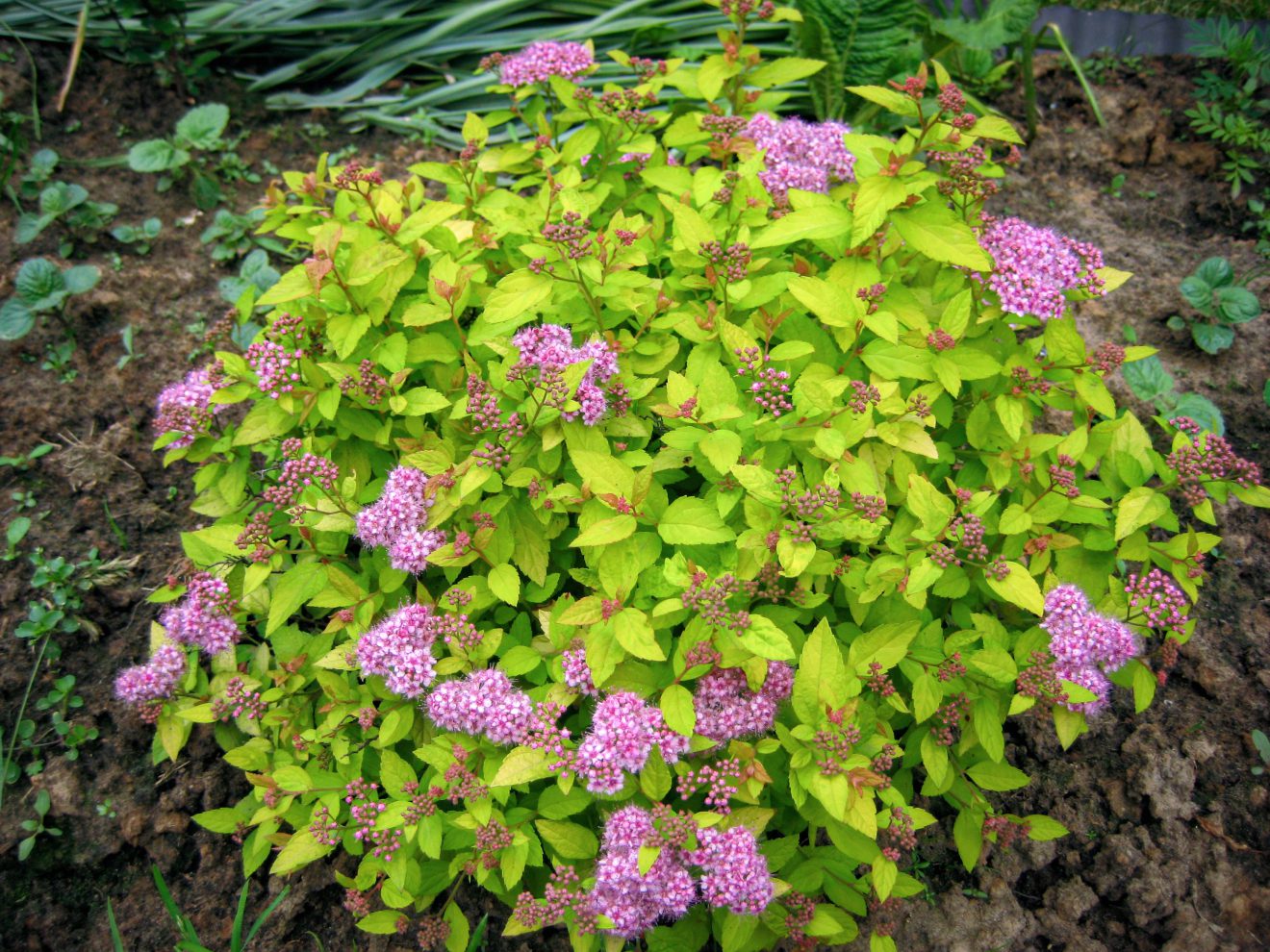 Спирея японская