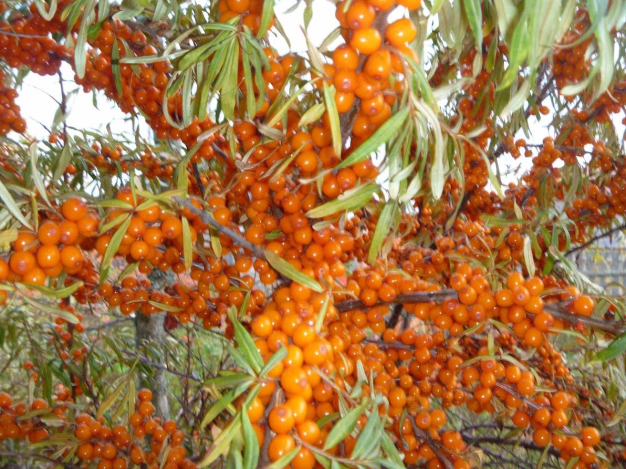 Облепиха Облепиха