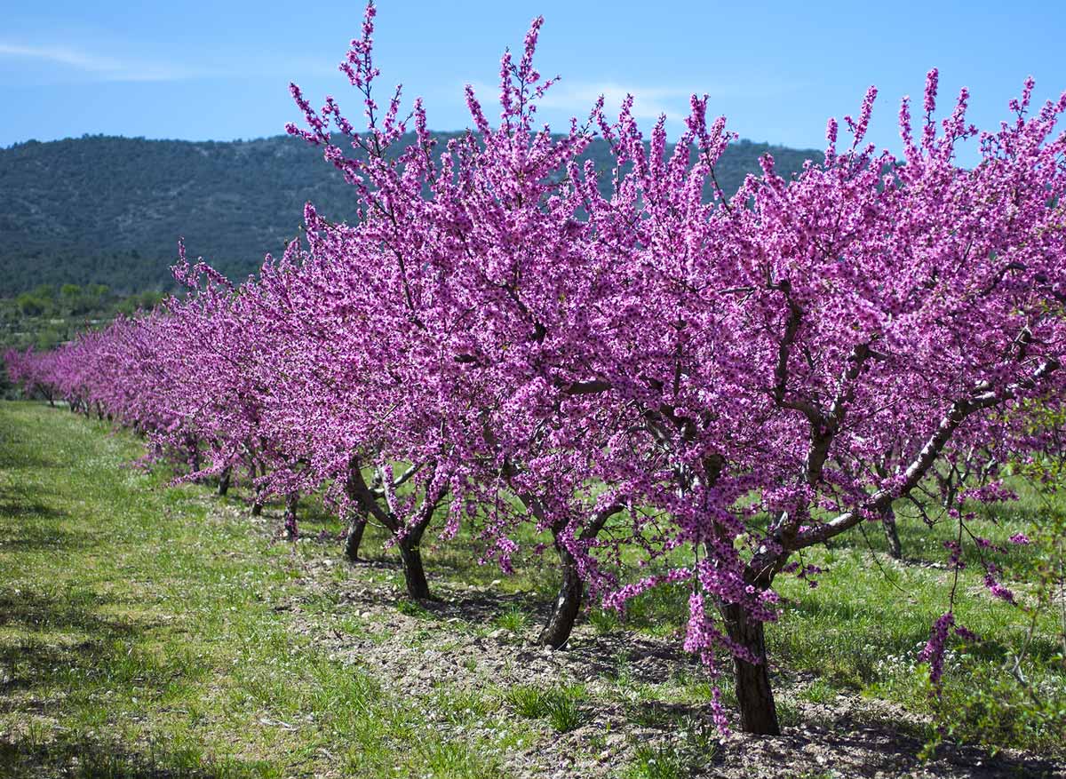 Миндаль обыкновенный Миндаль обыкновенный