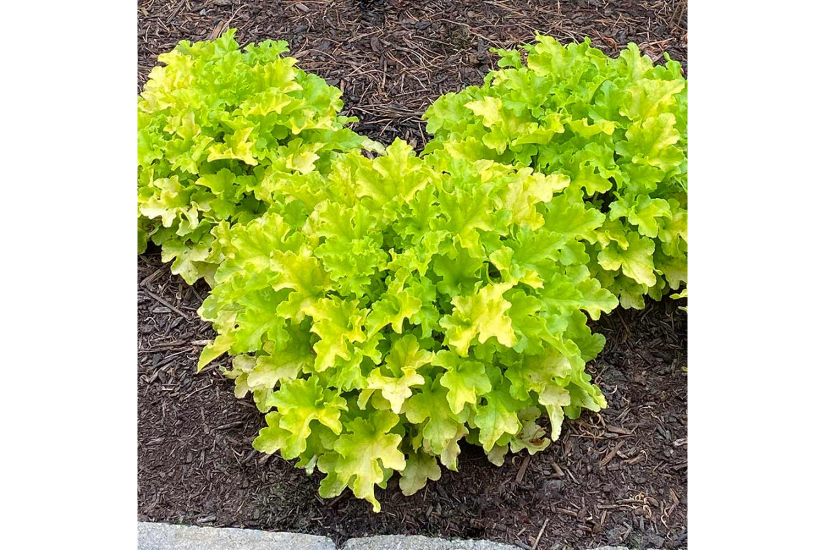 Гейхерелла