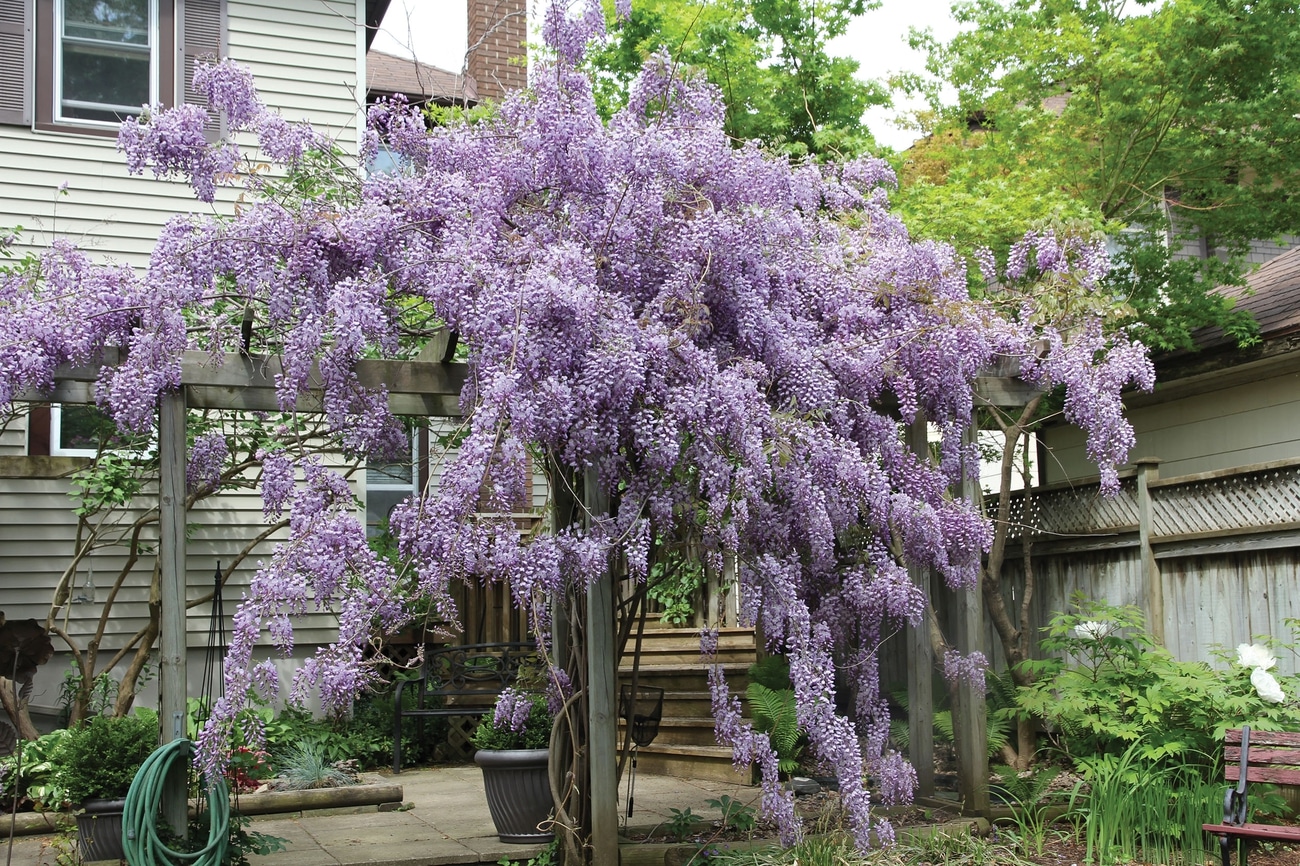 Глициния китайская Глициния китайская