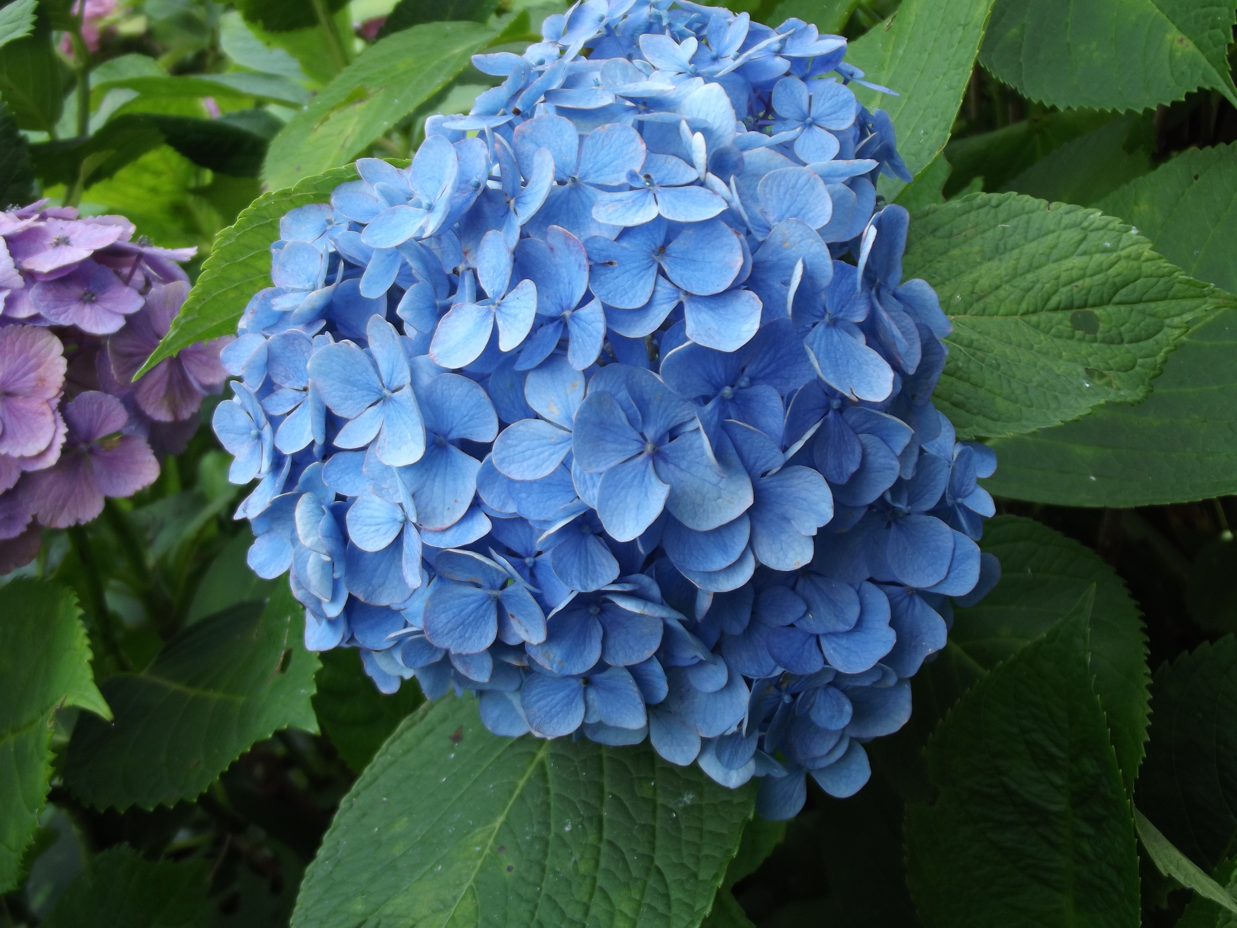 Гортензия пепельная Гортензия пепельная