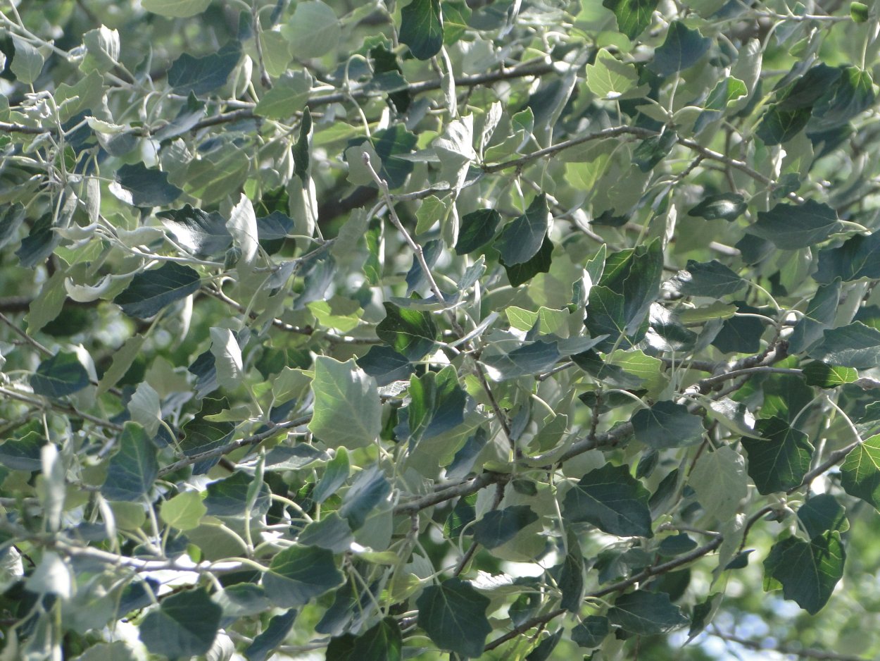 Тополь белый Тополь белый