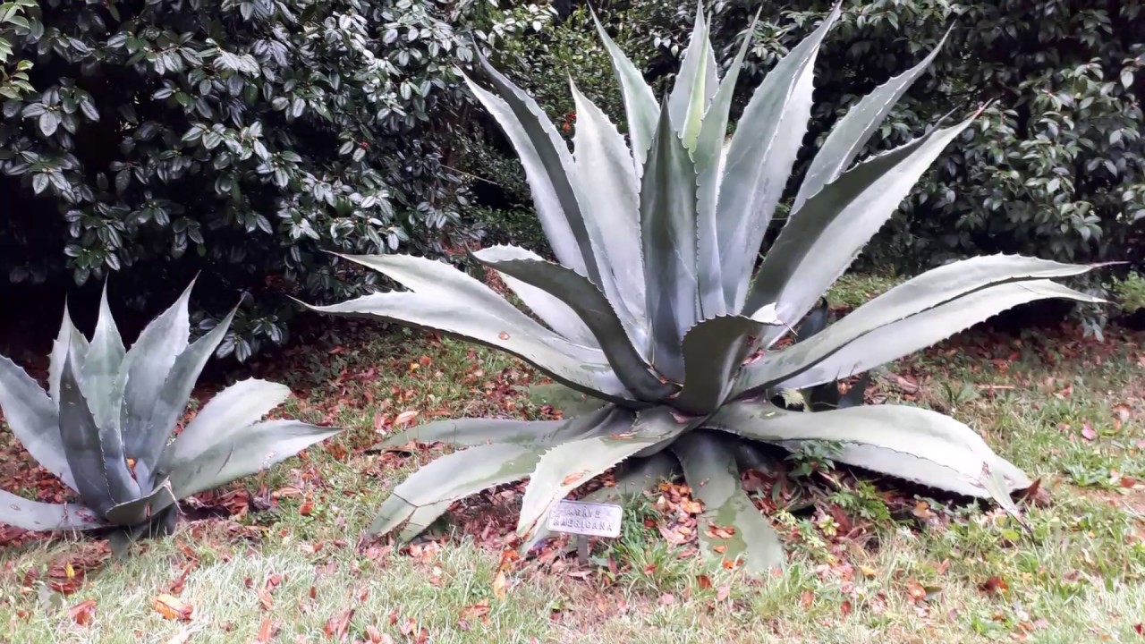 Агава Агава