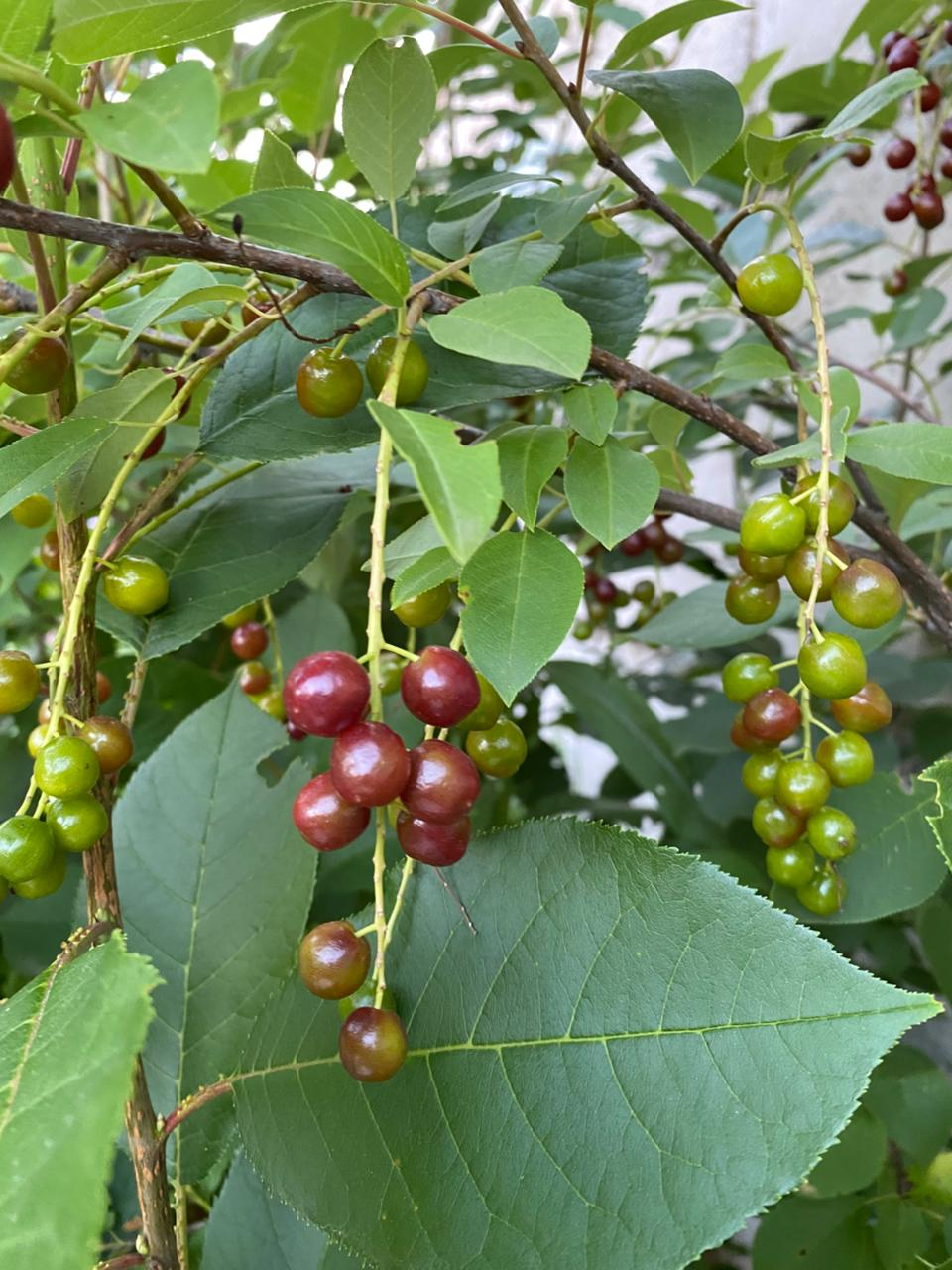 Черемуха магаленка