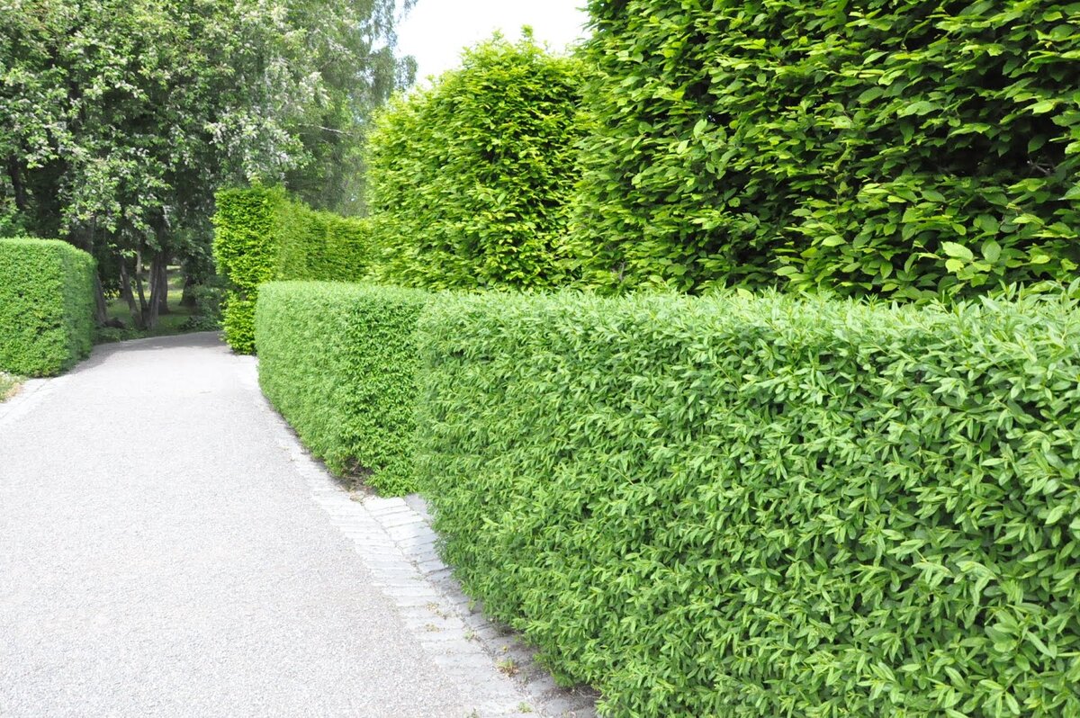 Бирючина китайская