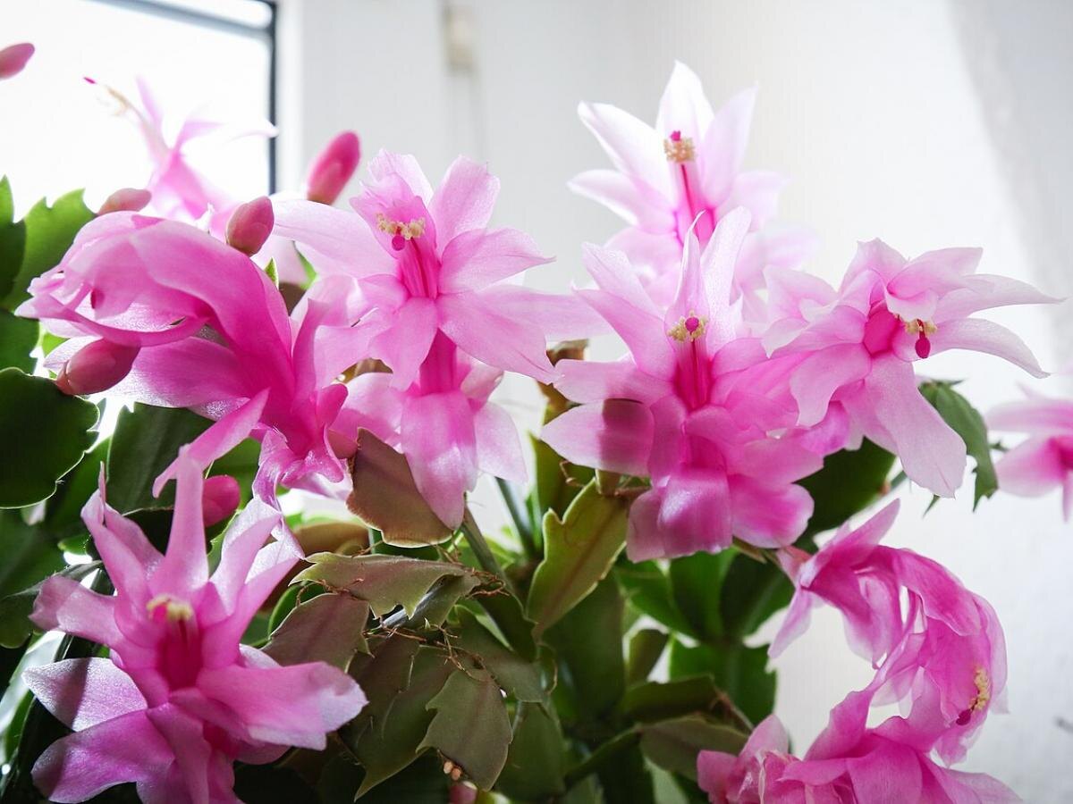 Роза плетистая Роза плетистая