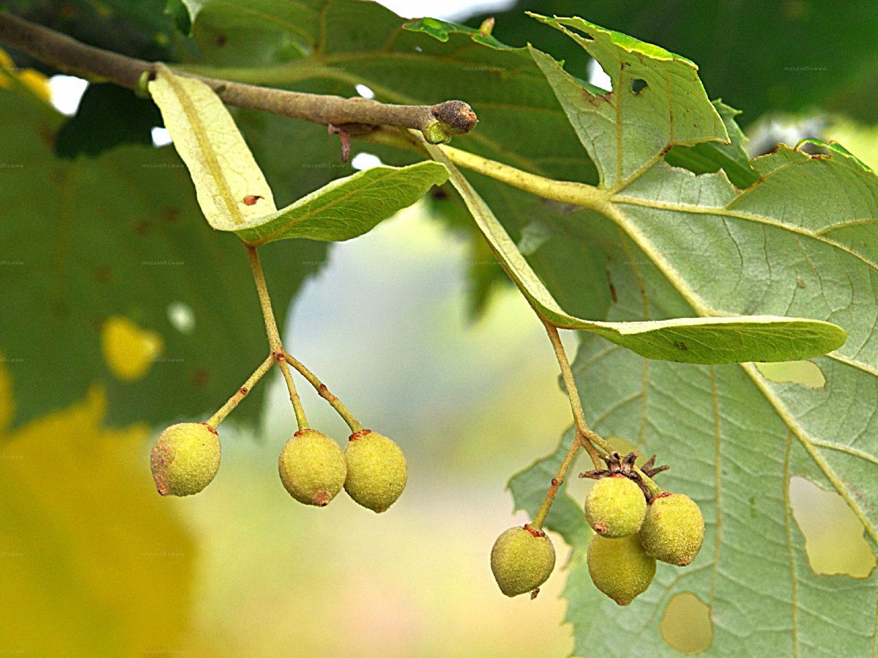 Липа войлочная Липа войлочная