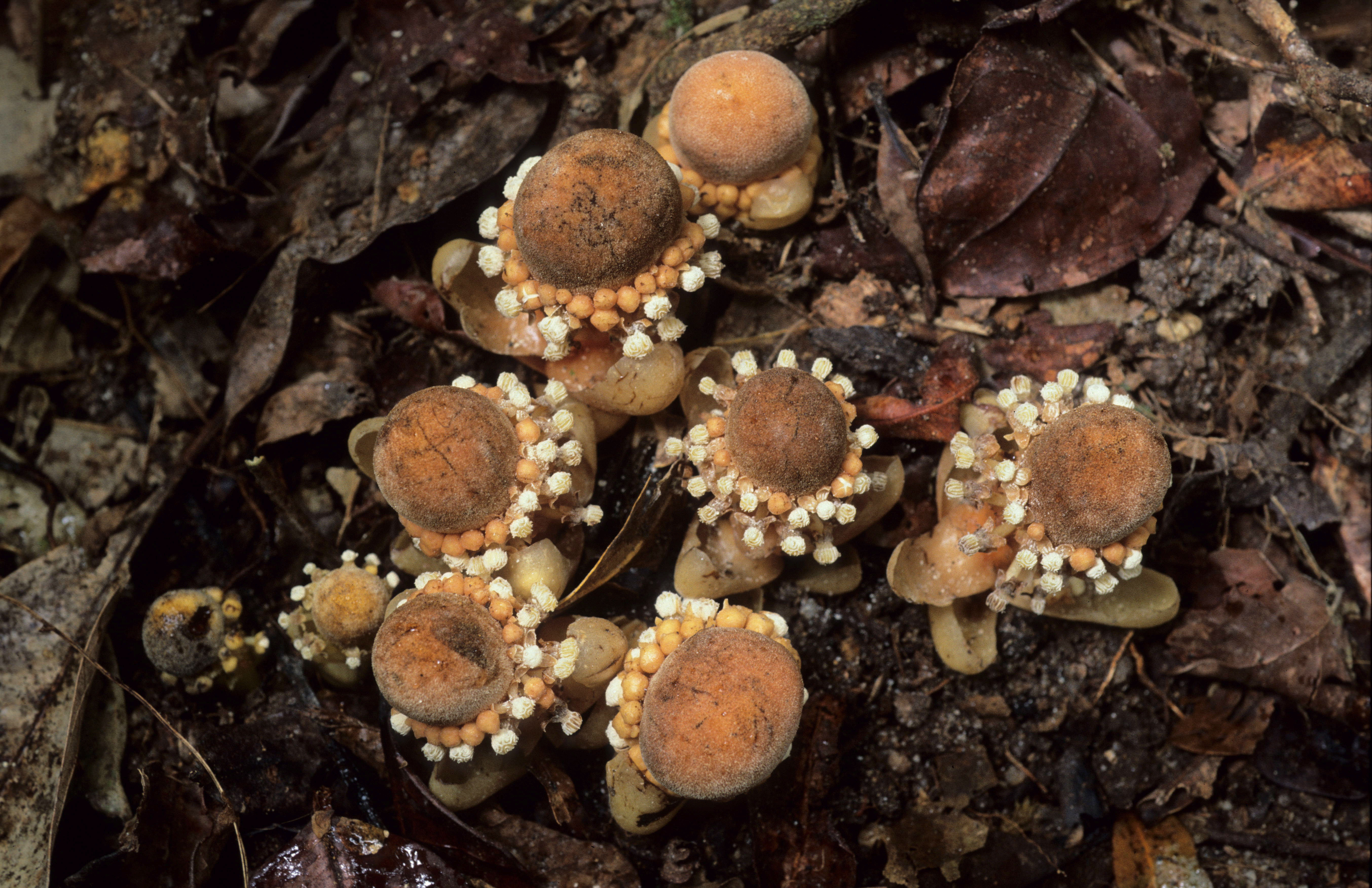 Баланофора