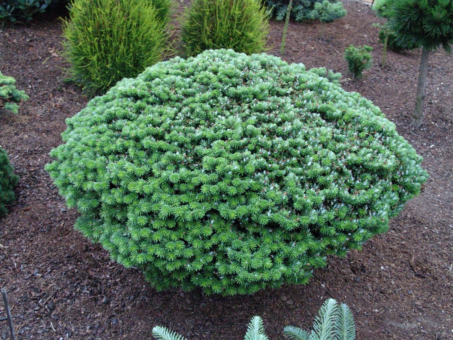 Пихта корейская