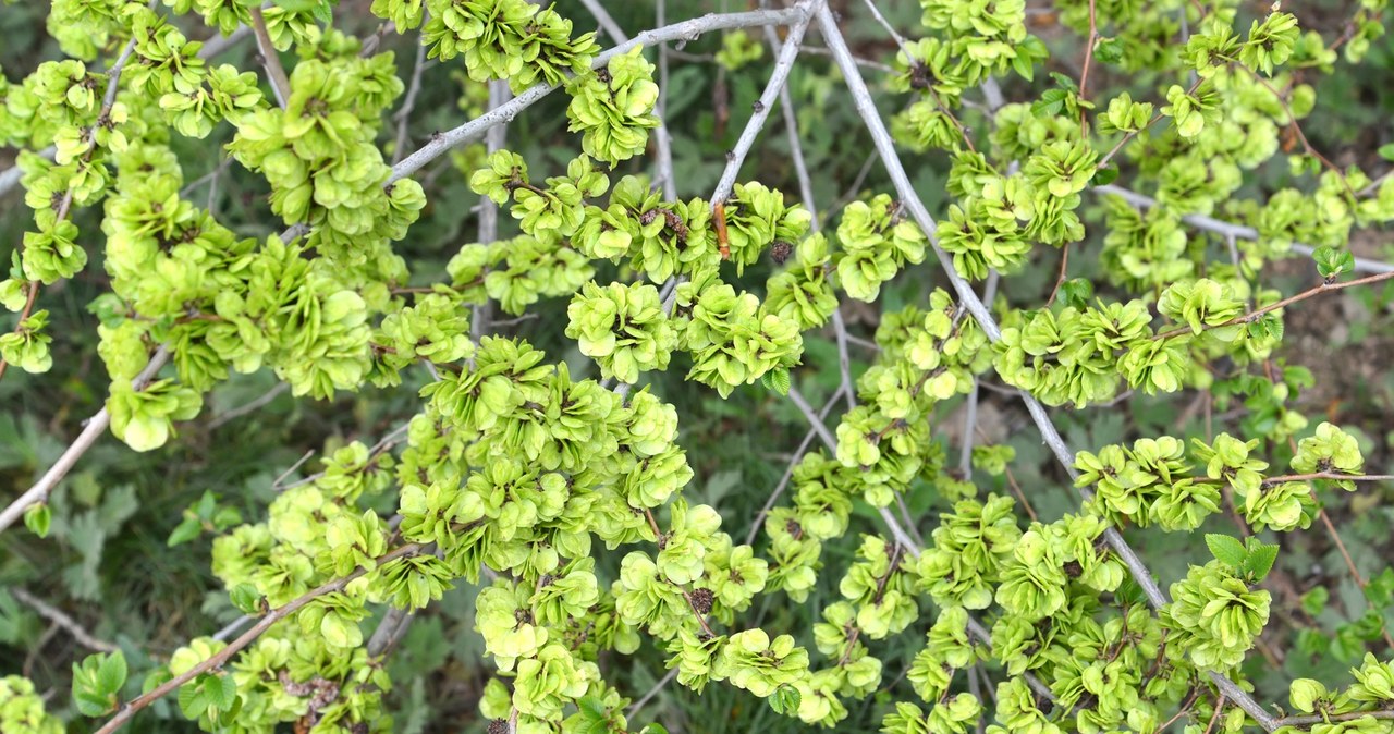 Вяз приземистый