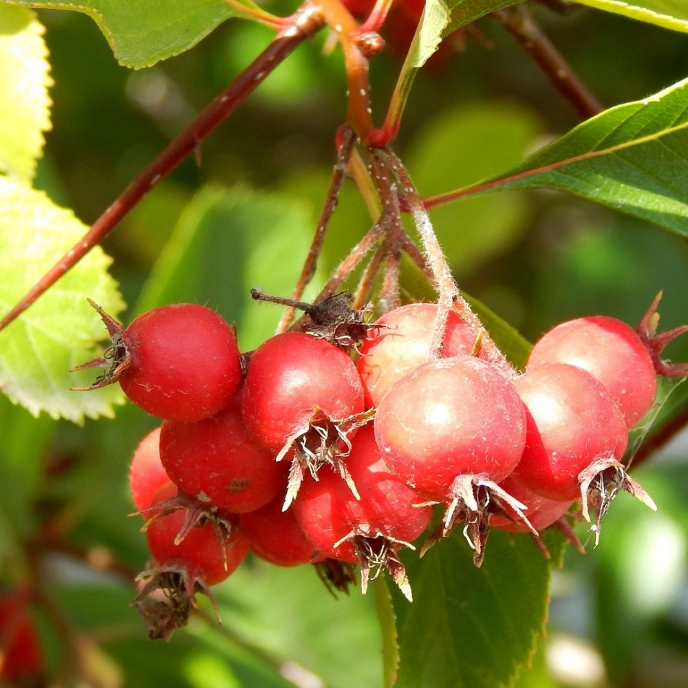 Боярышник мягковатый