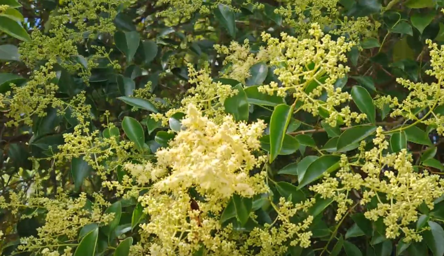 Бирючина иезская