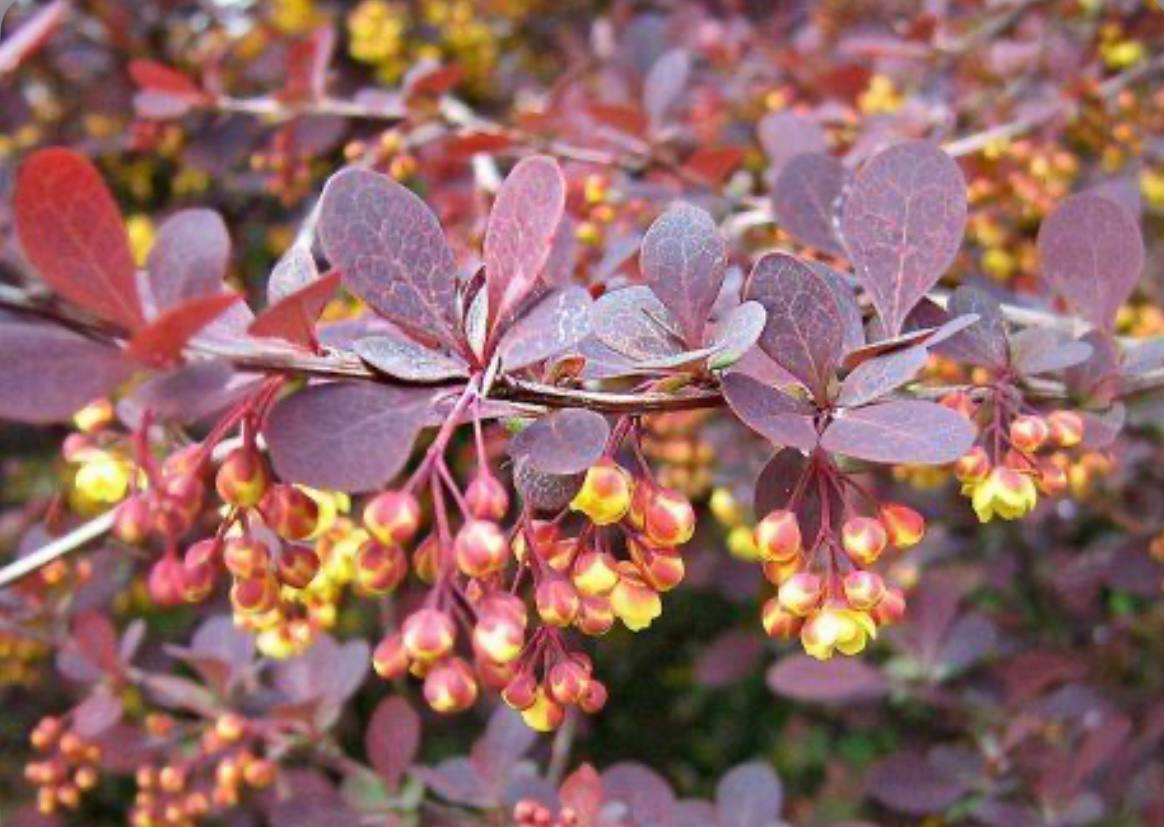 Барбарис оттавский Барбарис оттавский