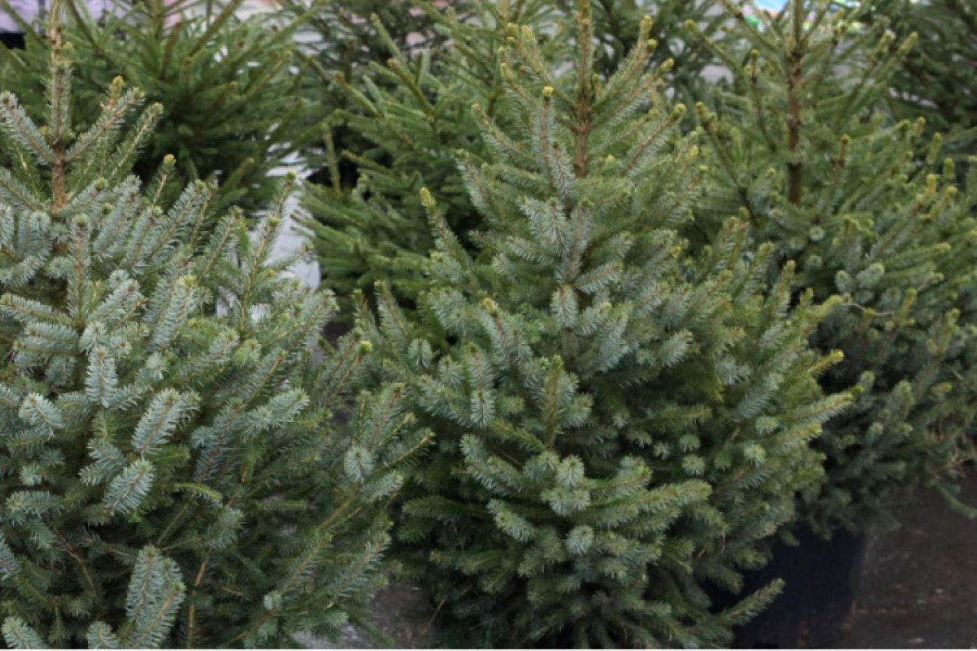 Ясень зеленый Ясень зеленый