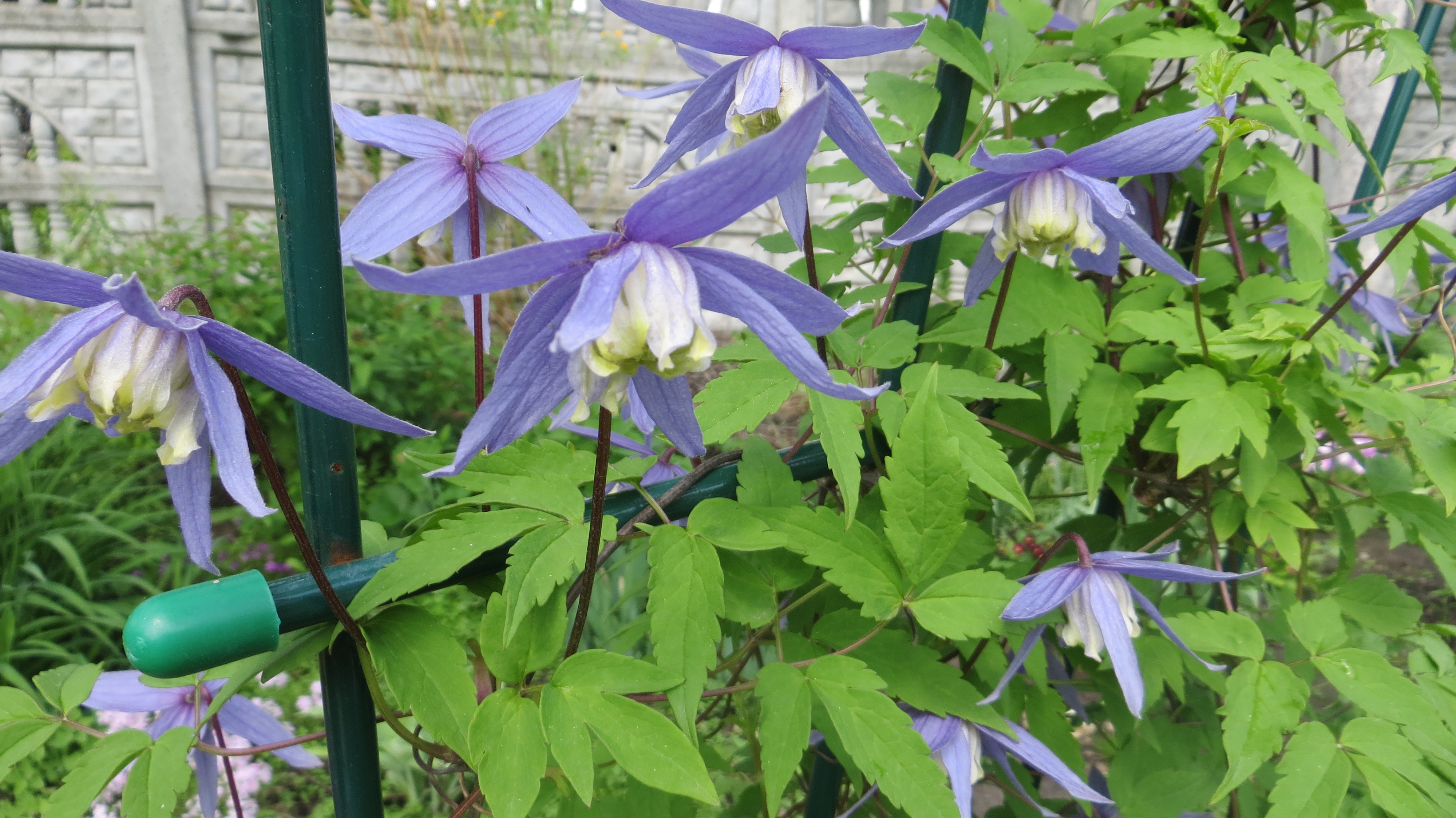 Княжик Арманда Княжик Арманда