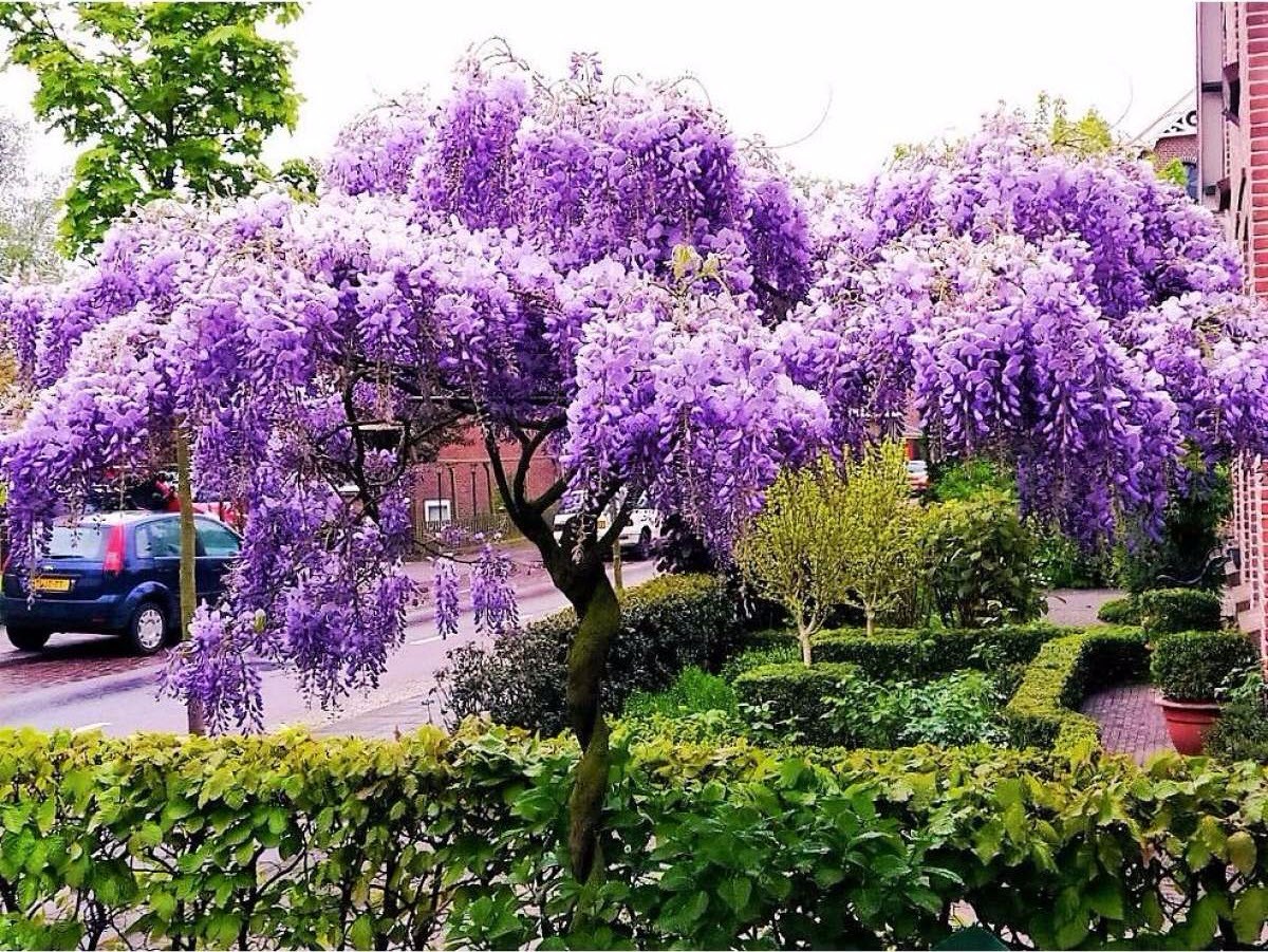 Глициния обильноцветущая Глициния обильноцветущая